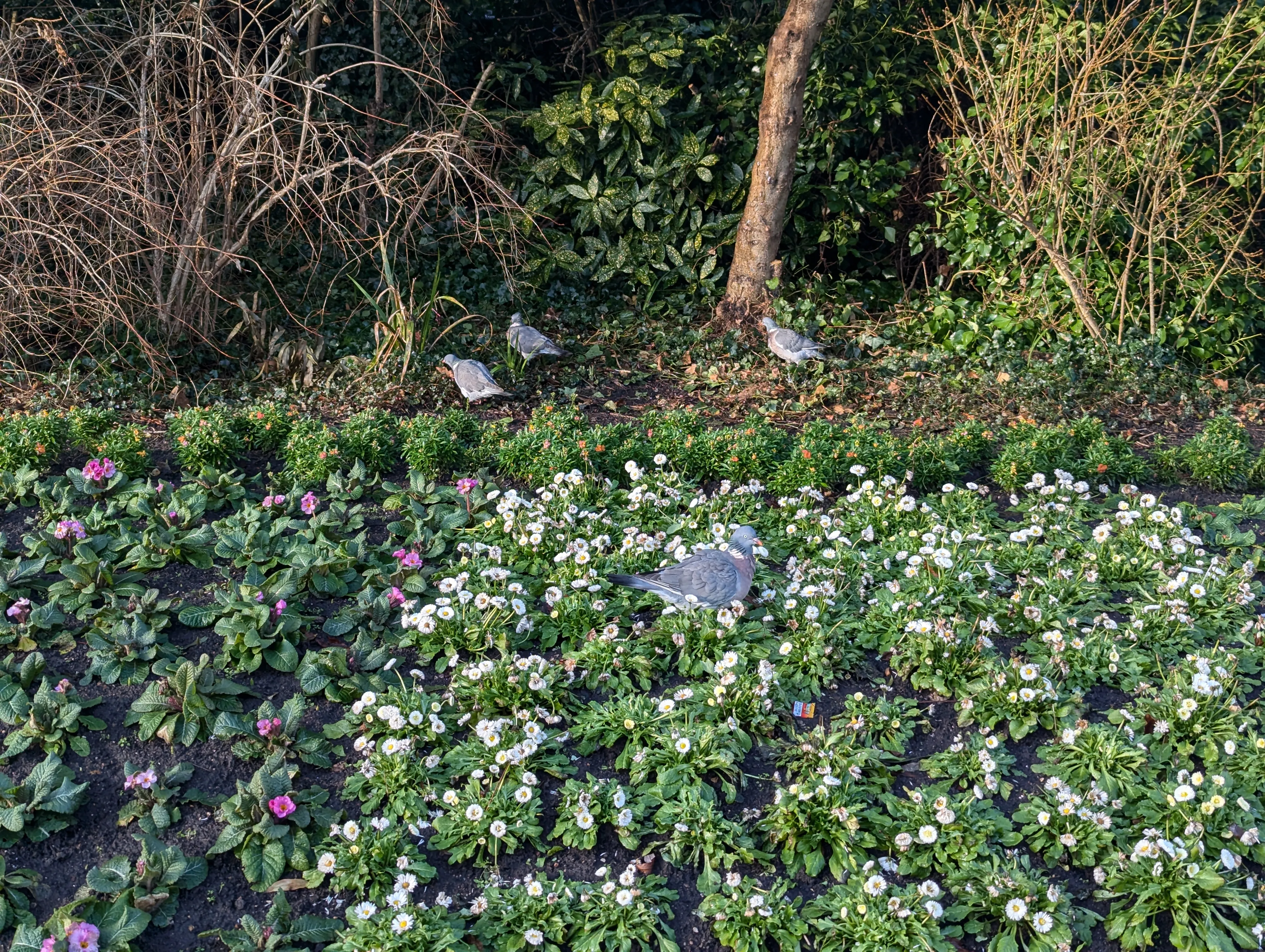 Pigeons hanging out in the grass