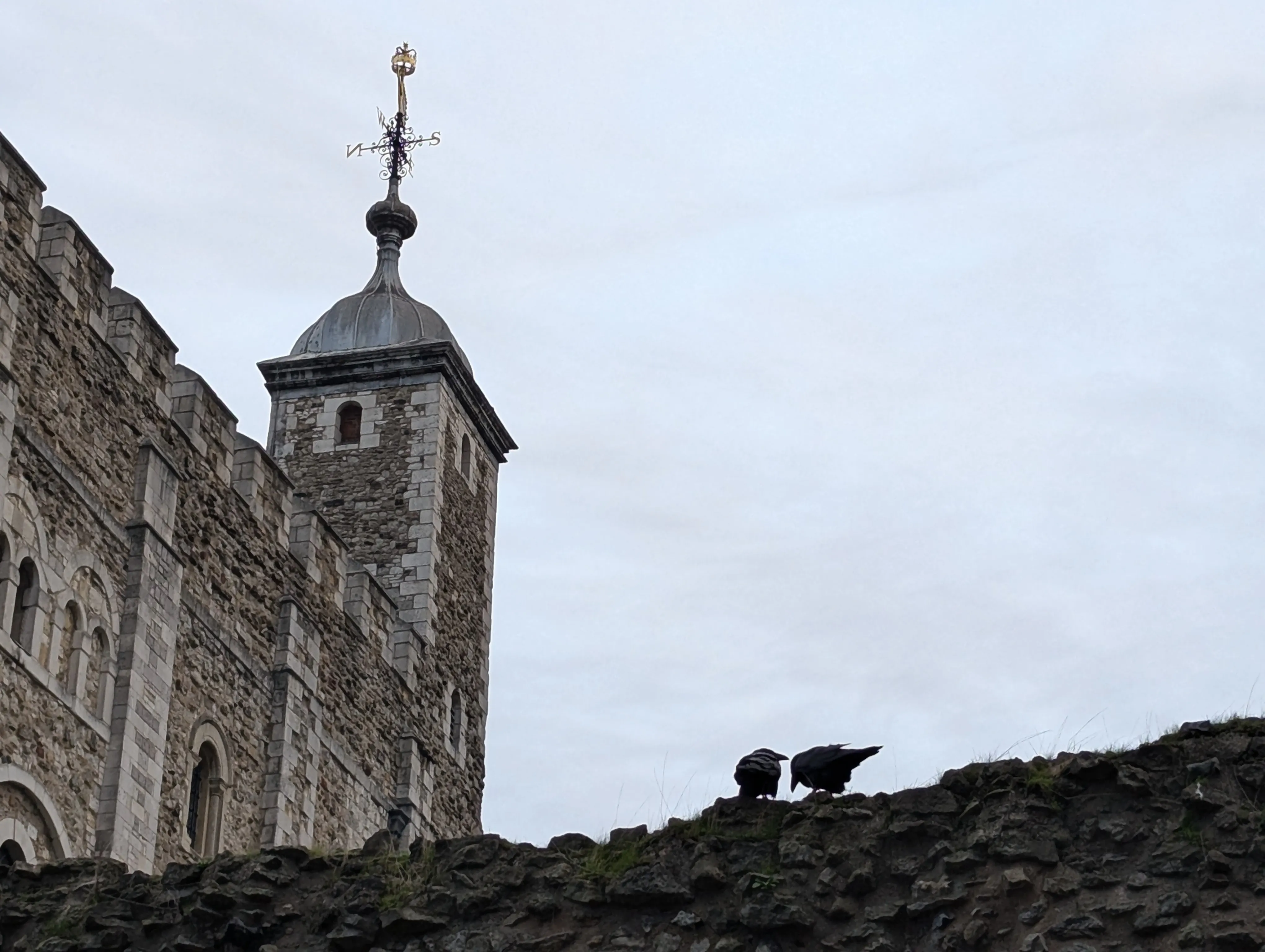 ravens on a brick wall with the white tower in the background
